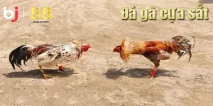 Đá gà cựa sắt bj88