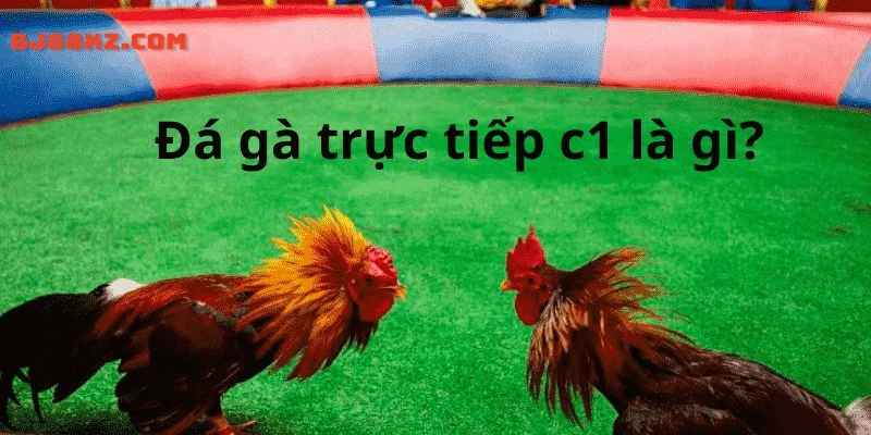 Đá gà trực tiếp c1 tổng quan